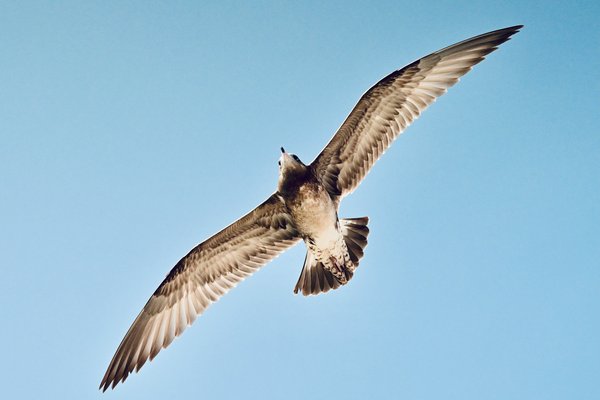 Comment organiser une expédition pour observer les phoques en Écosse?