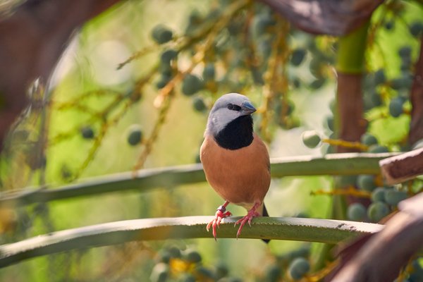 Où participer à une expédition pour observer les oiseaux migrateurs en Camargue, France ?